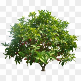 Mango Tree Png Hd, Transparent Png - mango png