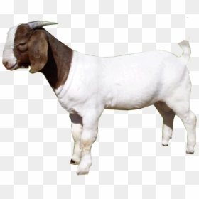 Goat Png, Transparent Png - goat png