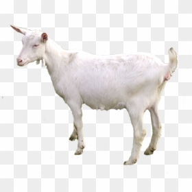 Transparent Background Goat Transparent, HD Png Download - goat png