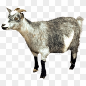 Chèvre Png, Transparent Png - goat png