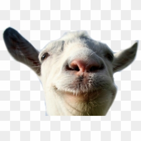 Funny Goat Png, Transparent Png - goat png