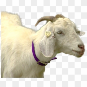 Goat, HD Png Download - goat png