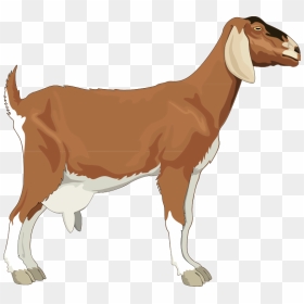 Realistic Goat Clipart, HD Png Download - goat png