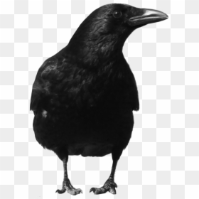 Crow Png, Transparent Png - raven png