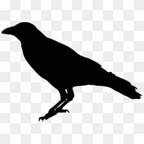 Raven Bird Transparent, HD Png Download - raven png