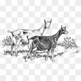 Black Goats Illustration, HD Png Download - goat png
