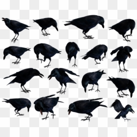 Raven Png, Transparent Png - raven png