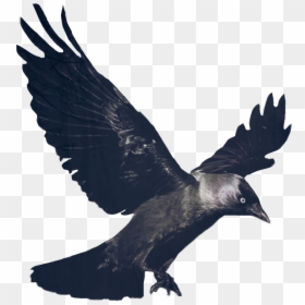 Raven Png, Transparent Png - raven png