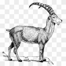 Clip Art Mountain Goats, HD Png Download - goat png