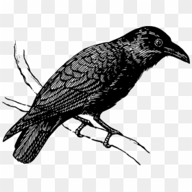 Raven On A Branch, HD Png Download - raven png