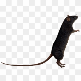 Timbs And Yankees Hat, HD Png Download - rat png