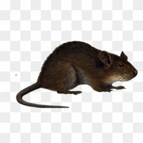 Cartoon Rat No Background, HD Png Download - rat png