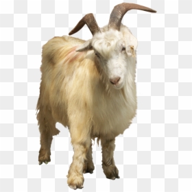 Goat, HD Png Download - goat png