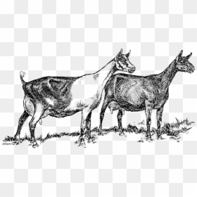 Dairy Goat Clip Art, HD Png Download - goat png