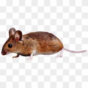 Mouse Brown, HD Png Download - rat png