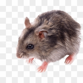 Mouse Png, Transparent Png - rat png