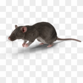 Rat, HD Png Download - rat png