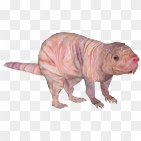 Naked Mole Rat Transparent, HD Png Download - rat png