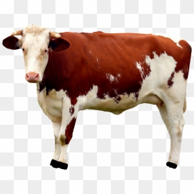 Cow Png, Transparent Png - goat png