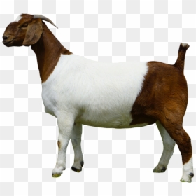 Goat, HD Png Download - goat png