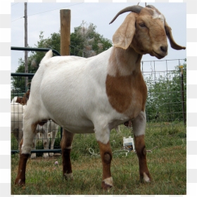 Best Goat, HD Png Download - goat png