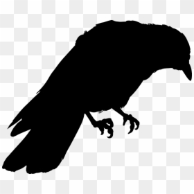 Silhouette Of Crow Png, Transparent Png - raven png