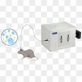 Rat, HD Png Download - rat png