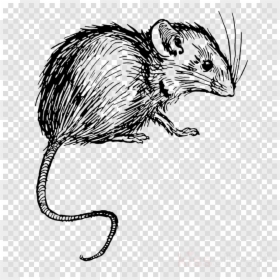 Mice And Men Mouse, HD Png Download - rat png