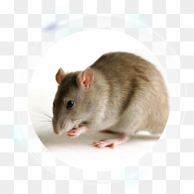 Transgenic Rat, HD Png Download - rat png