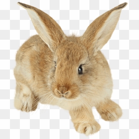Little Rabbit Png, Transparent Png - easter bunny png