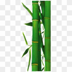 Bamboo Tree Clip Art, HD Png Download - bamboo png