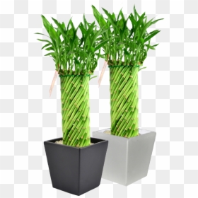 Lucky Bamboo Plant Designs, HD Png Download - bamboo png