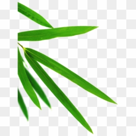 Transparent Bamboo Leaf Png, Png Download - bamboo png