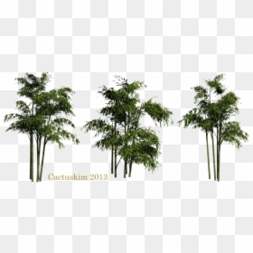 Bamboo With A Transparent Background, HD Png Download - bamboo png