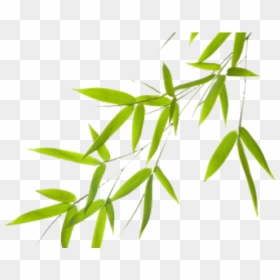Microsoft Powerpoint, HD Png Download - bamboo png