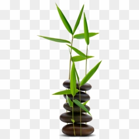Hot Stone With Bamboo, HD Png Download - bamboo png