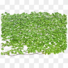 Wall Plants Png, Transparent Png - ivy png