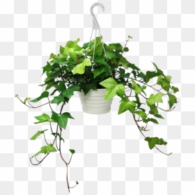 Large Potted English Ivy, HD Png Download - ivy png