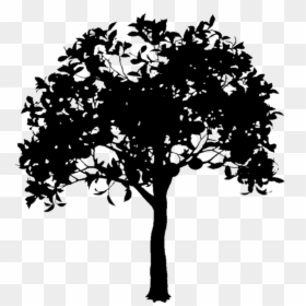 Plane-tree Family, HD Png Download - branch png