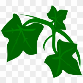 Poison Ivy Plant Png, Transparent Png - ivy png