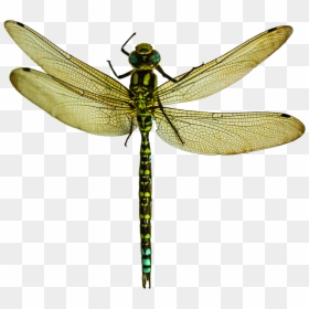 Transparent Background Dragonfly Png, Png Download - dragonfly wings png