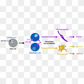 Neuro-gliogenesis Via Lateral Inhibition - Neurogliogenesis, HD Png Download - neurons png
