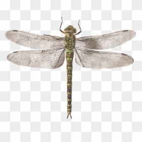 Clip Art Dragonfly Images - Dragonfly Top View Png, Transparent Png - dragonfly wings png