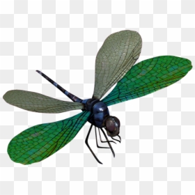Dragon Fly Png - Green Dragonfly Transparent, Png Download - dragonfly wings png