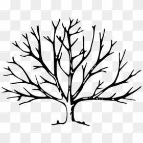 Branches, Plant, Tree, Vegetation, Winter - Tree With No Leaves, HD Png Download - tree no leaves png