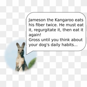 Image Did Not Load - Kangaroo, HD Png Download - intestines png