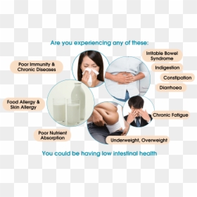 Improve Ibs - Irritable Bowel Syndrome, HD Png Download - intestines png