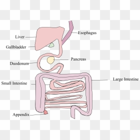 Digestive System Platypus Anatomy, HD Png Download - intestines png