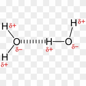 Hydrogen Bonding In Water 2d - Intermolecular Forces Hydrogen Bonding, HD Png Download - 2d png