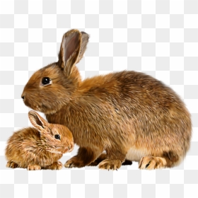 Bunnies Clipart Giant - Baby Rabbit With Mother, HD Png Download - bunny clipart png